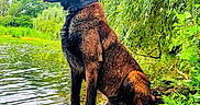 Paco a rejoint le concours — aidez-le/la à gagner de superbes lots ! dog, canine, water, pond, nature, greenery, willow_tree, outdoor, grass, mud, sitting, animal, collar, tongue, profile, daylight, leaf, branch, tree, park