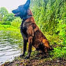 dog, canine, water, pond, nature, greenery, willow_tree, outdoor, grass, mud, sitting, animal, collar, tongue, profile, daylight, leaf, branch, tree, park
