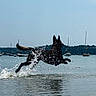 Paco participe au concours pour gagner de l'argent avec cette photo : active, animal, boat, canine, daytime, dog, jumping, lake, motion, nature, outdoor, pet, playful, recreation, shore, silhouette, sky, splash, summer, water
