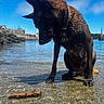 Paco participe au concours pour gagner de l'argent avec cette photo : dog, wet, water, harbor, sky, outdoor, animal, pet, curious, sitting, shore, collar, reflection, blue_sky, calm_water, rock, daytime, canine, nature, stick