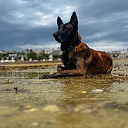 Paco participe au concours pour gagner de l'argent avec cette photo : animal, background, beach, black_fur, brown_fur, calm, canine, cloudy_sky, dog, landscape, moody, nature, outdoor, portrait, relaxed, sand, sky, town, water, wet