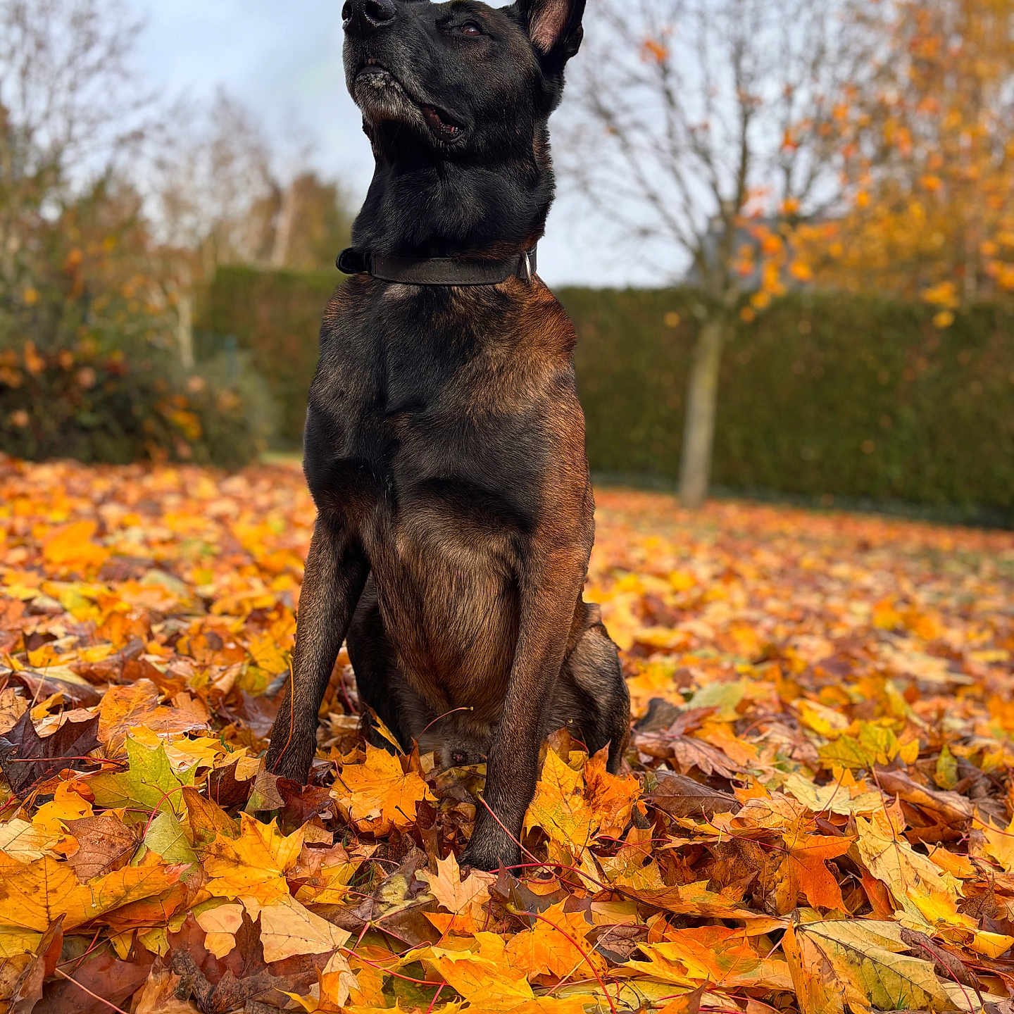 Paco