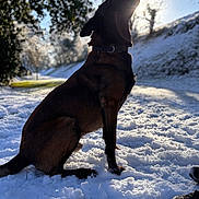 Paco a rejoint le concours — aidez-le/la à gagner de superbes lots ! dog, snow, outdoor, winter, sunlight, silhouette, nature, trees, hill, animal, collar, paw, sitting, cold, landscape, shadow, sky, footwear, ground, park