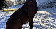 Paco a rejoint le concours — aidez-le/la à gagner de superbes lots ! animal, cold, collar, dog, footwear, ground, hill, landscape, nature, outdoor, park, paw, shadow, silhouette, sitting, sky, snow, sunlight, trees, winter