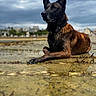 Paco participe au concours pour gagner de l'argent avec cette photo : animal, beach, black, brown, calm, canine, cloudy, collar, dog, landscape, lying_down, nature, outdoor, pet, portrait, sand, shore, sky, water, wet