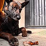 Paco participe au concours pour gagner de l'argent avec cette photo : dog, animal, pet, canine, fur, collar, leash, floor, treat, bone, sunlight, shadow, outdoor, texture, closeup, portrait, brown, black, ears, paw