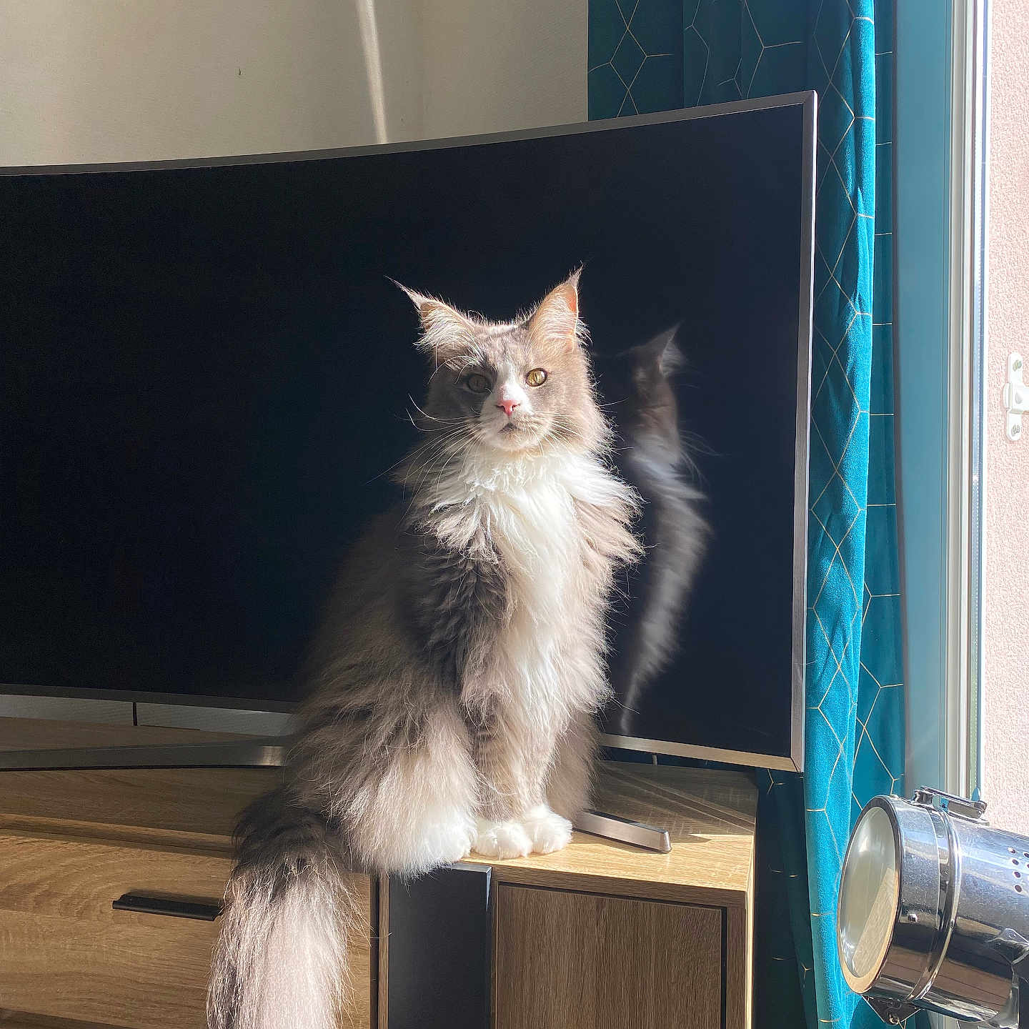 Miyu a rejoint le concours — aidez-le/la à gagner de superbes lots ! angora, animal, cat, computer, computerhardware, device, drawer, electronics, entertainmentcenter, furniture, hardware, hardwood, indoors, interiordesign, kitten, monitor, pet, screen, tv, wood