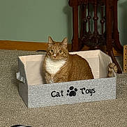 Sammy is registered to the contest to win money with this photo: animal, box, carpet, cat, cat_toys, cozy, curious, decorative_figurines, floor, furniture, home, indoor, looking, orange_tabby, patterned, pet, play_tunnel, relaxed, sitting, wooden_stand