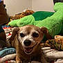 dog, small_dog, smiling, blanket, plush_toy, stuffed_animal, indoor, cozy, pet, happy, fur, animal, cute, lying_down, canine, home, comfort, brown_dog, toy, relaxed