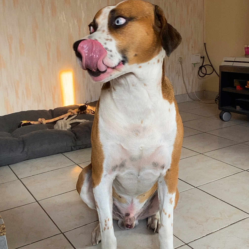 Spaykie a rejoint le concours — aidez-le/la à gagner de superbes lots ! animal, blue_eyes, brown_and_white, canine, dog, dog_bed, domestic, ears, fur, indoor, looking_sideways, mammal, paw, pet, playful, sitting, snout, tile_floor, tongue_out, toy