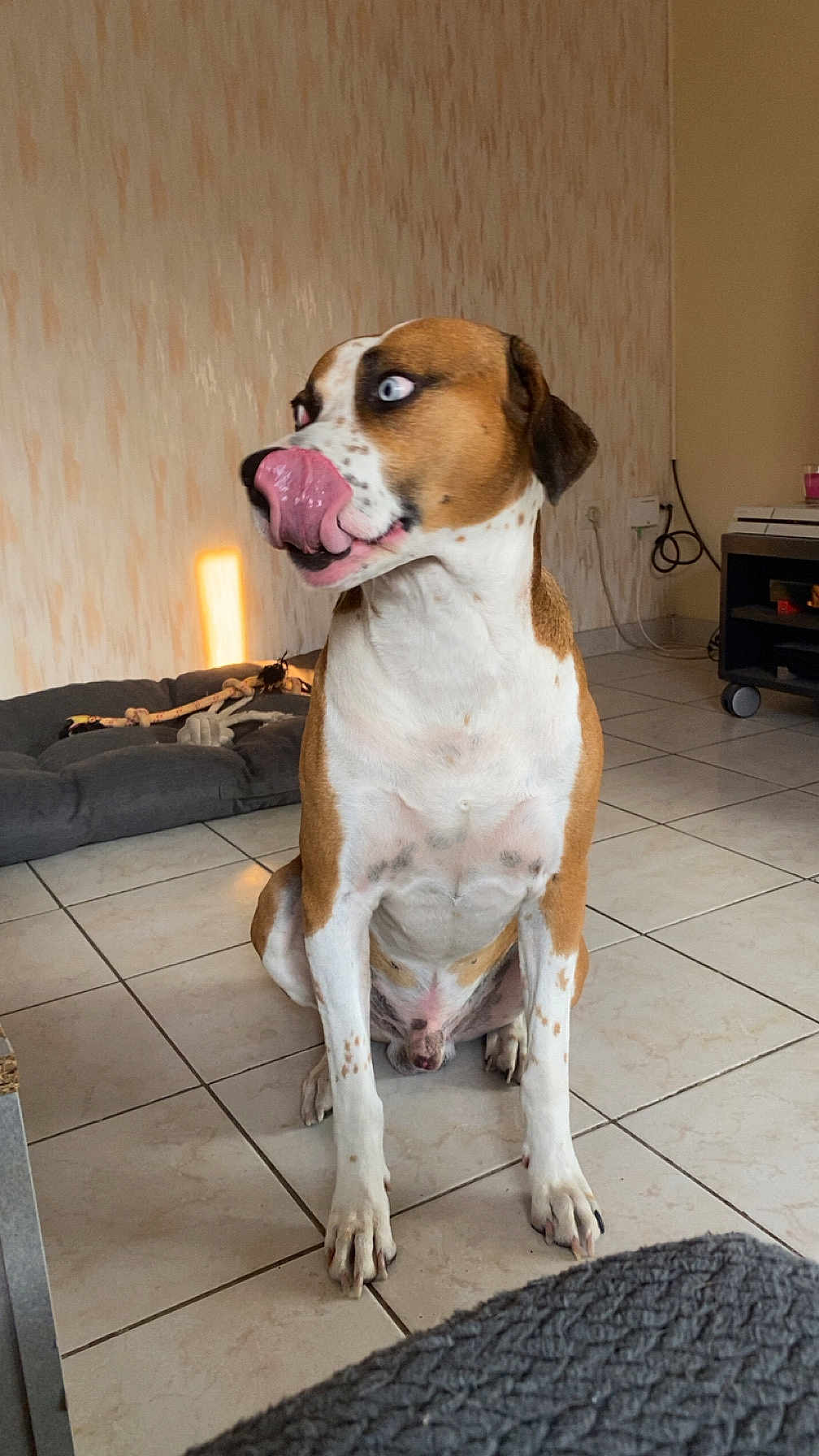 Spaykie a rejoint le concours — aidez-le/la à gagner de superbes lots ! animal, blue_eyes, brown_and_white, canine, dog, dog_bed, domestic, ears, fur, indoor, looking_sideways, mammal, paw, pet, playful, sitting, snout, tile_floor, tongue_out, toy