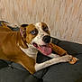 animal, brown_and_white, canine, cheerful, cushion, dog, ears, expressive_eyes, fur, happy, home, indoor, lying_down, paw, pet, playful, rope_toy, snout, tongue_out, wall_texture