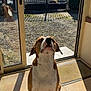 antique_gate, brown_and_white, car, companion, curious, daytime, dog, gate, glass_door, house, indoor, outdoor_view, pet, quiet, reflection, shadow, sitting, sunlight, tile_floor, waiting