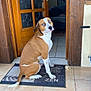 Spaykie participe au concours pour gagner de l'argent avec cette photo : animal, blue_eyes, brown_and_white, coat, couch, curious_expression, dog, doormat, doorway, floor_mat, furniture, home, indoor, living_room, pet, sitting, tile, tiled_floor, wooden_door, zen