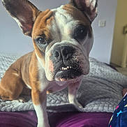 Pixie joined the competition — help win amazing prizes! dog, bulldog, pet, close_up, indoor, bed, blanket, fur, ears, face, paw, animal, cute, portrait, canine, domestic_animal, looking, resting, snout, whiskers