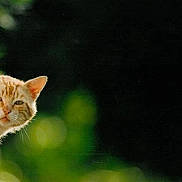 Nounoune participe au concours pour gagner de l'argent avec cette photo : alert, animal, animal_portrait, cat, curious, cute, ears, face, feline, green_background, mysterious, nature, orange_tabby, outdoor, peeking, pet, portrait, soft_focus, spy, whiskers