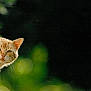 alert, animal, animal_portrait, cat, curious, cute, ears, face, feline, green_background, mysterious, nature, orange_tabby, outdoor, peeking, pet, portrait, soft_focus, spy, whiskers
