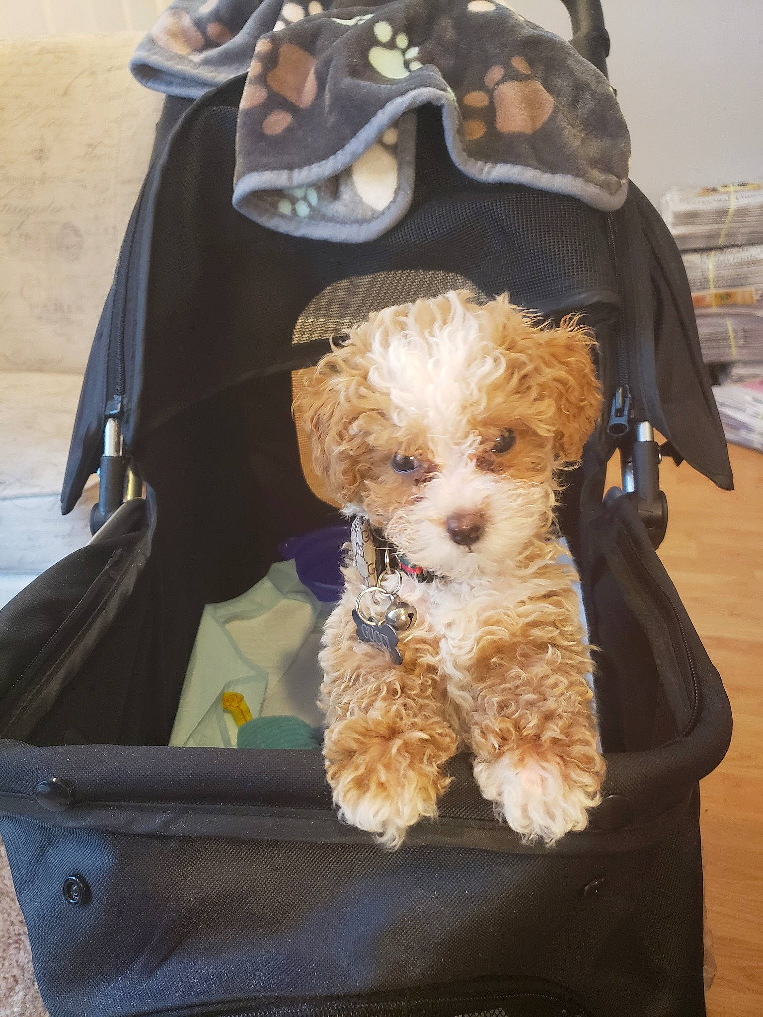 Gucci is registered to the contest to win money with this photo: bolonka, canidae, carnivore, cavachon, cavapoo, cockapoo, companion_dog, dog, dog_breed, havanese, maltepoo, miniature_poodle, morkie, non_sporting_group, poodle_crossbreed, puppy, schnoodle, snout, sporting_group, toy_poodle