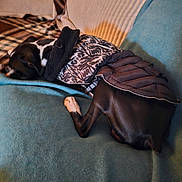 Rocky joined the competition — help win amazing prizes! dog, black_and_white, jacket, couch, blanket, indoor, sleeping, resting, pet, cozy, fur, paw, home, furniture, relaxing, animal, canine, comfort, warm, blanket_pattern