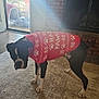 Rocky is registered to the contest to win money with this photo: dog, sweater, indoor, carpet, fireplace, brick_wall, glass_door, natural_light, black_and_white, pet, clothing, animal, home, cozy, winter, holiday, cute, standing, shy, domestic