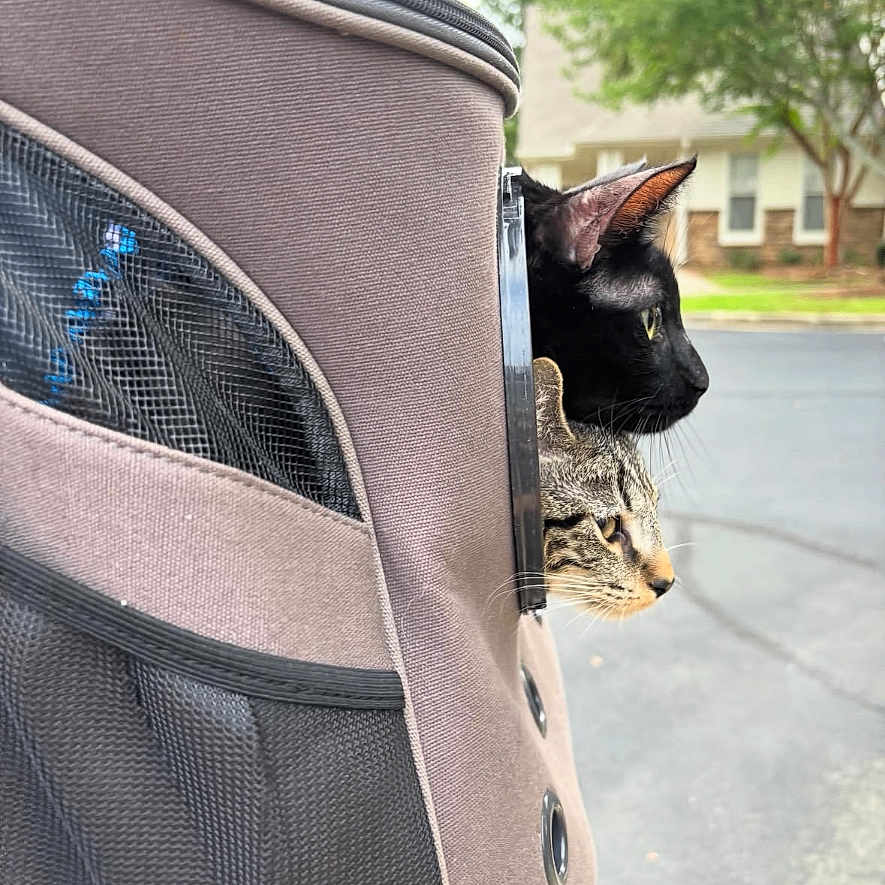Pierreandmaria joined the competition — help win amazing prizes! animal, black_cat, cat, close_up, curious, daylight, greenery, mesh, outdoor, pet_carrier, pets, profile, residential_area, side_view, street, tabby_cat, transport, two_cats, window, zipper