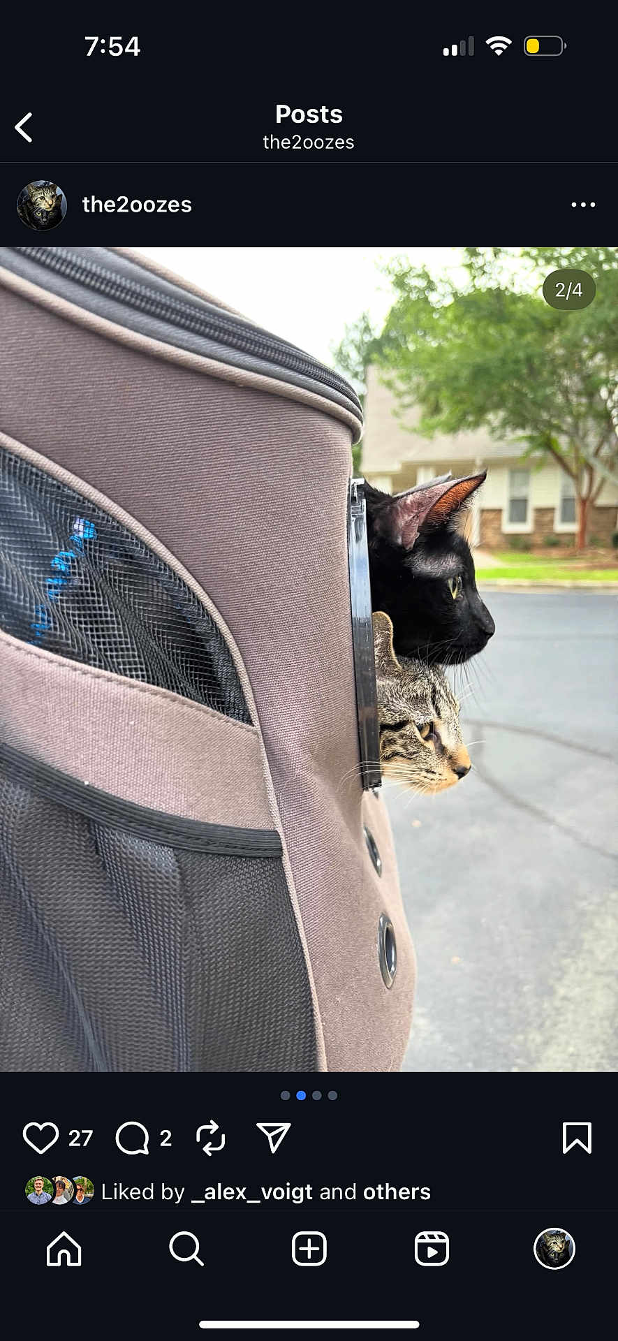 Pierreandmaria joined the competition — help win amazing prizes! cat, black_cat, tabby_cat, pet_carrier, outdoor, curious, profile, animal, pets, transport, zipper, mesh, side_view, two_cats, greenery, residential_area, daylight, street, close_up, window