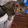 cat, tabby, laundry_basket, indoor, floor, wooden_floor, curious, pet, animal, whiskers, ears, face, eyes, home, furniture, domestic, cute, resting, paw, closeup