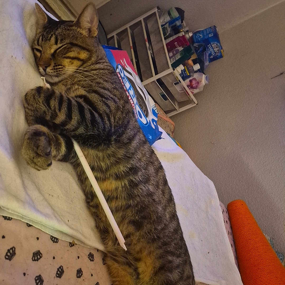 Mr. Twitch