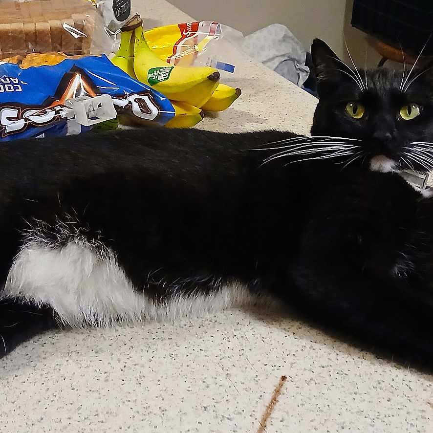 Miss Bandi is registered to the contest to win money with this photo: abyssinian, animal, banana, beverage, blackcat, cat, coffee, coffeecup, couch, food, fruit, furniture, indoors, kitten, manx, pet, plant, produce, sweets, wood