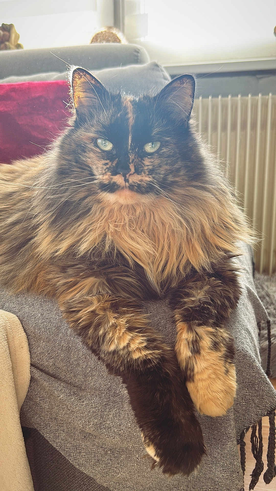 Nala participe au concours pour gagner de l'argent avec cette photo : cat, tortoiseshell, fluffy, long_hair, pet, animal, indoor, sofa, blanket, relaxed, cozy, window, sunlight, fur, paws, resting, domestic, comfortable, couch, feline