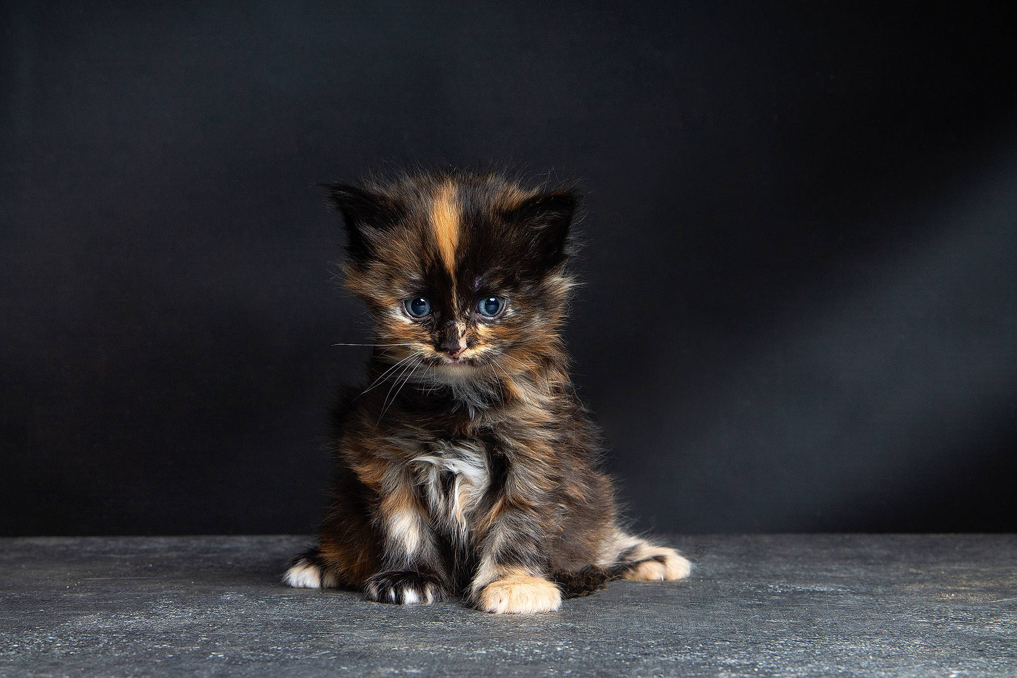 Nala a rejoint le concours — aidez-le/la à gagner de superbes lots ! british_semi_longhair, carnivore, cat, domestic_long_haired_cat, domestic_short_haired_cat, european_shorthair, felidae, fur, kitten, kurilian_bobtail, laperm, maine_coon, mammal, norwegian_forest_cat, organism, pixie_bob, ragamuffin, small_to_medium_sized_cats, tabby_cat, whiskers