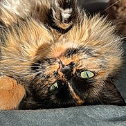 Nala participe au concours pour gagner de l'argent avec cette photo : cat, tortoiseshell, fluffy, green_eyes, paw, lying_down, close_up, indoor, couch, furniture, orange_cat, blurred_background, pet, animal, whiskers, relaxed, cute, feline, cozy, soft