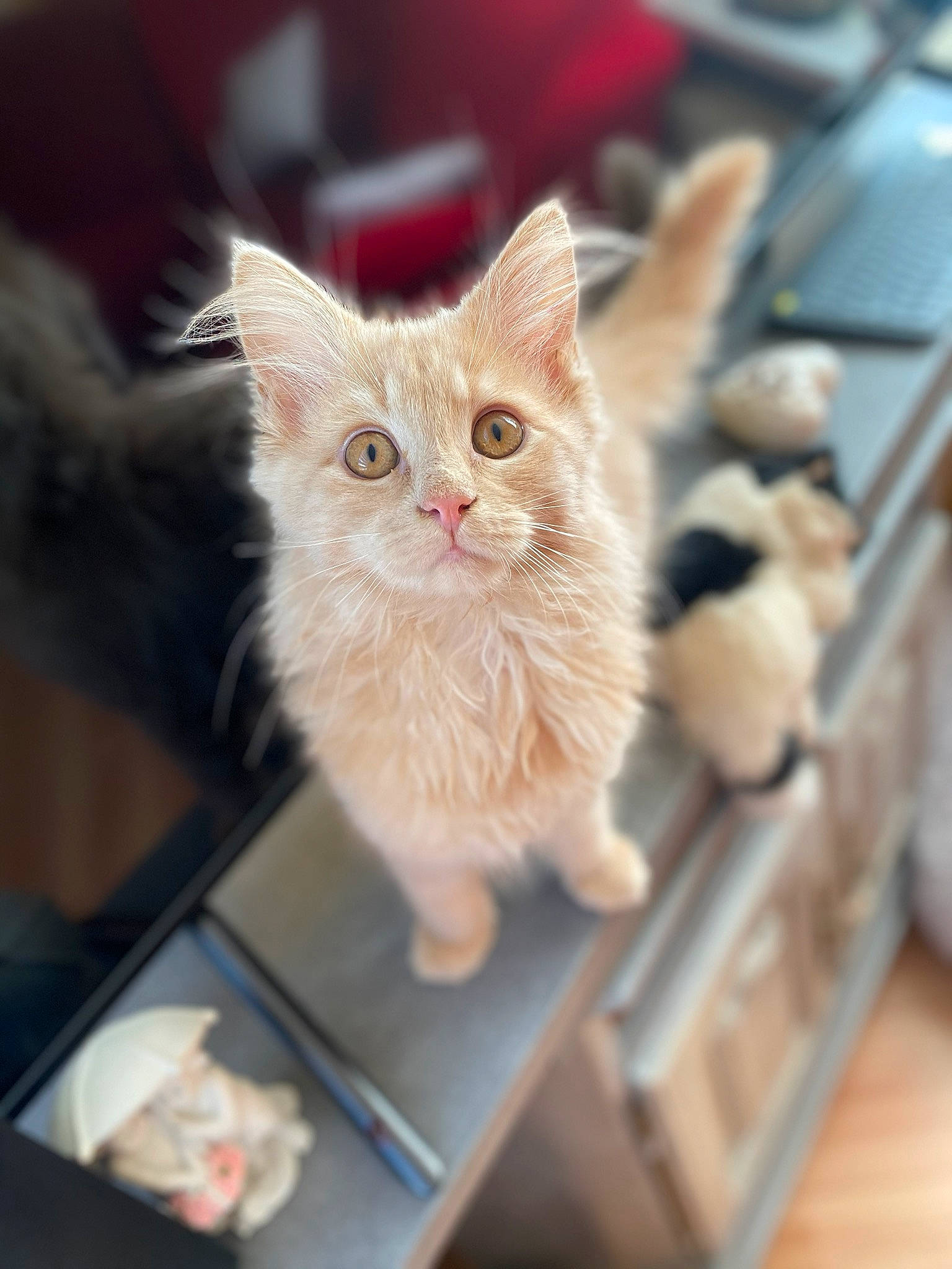 Jack a rejoint le concours — aidez-le/la à gagner de superbes lots ! asian, british_semi_longhair, carnivore, cat, domestic_short_haired_cat, fawn, felidae, fur, kitten, mammal, munchkin, polydactyl_cat, ragamuffin, small_to_medium_sized_cats, tabby_cat, turkish_angora, whiskers