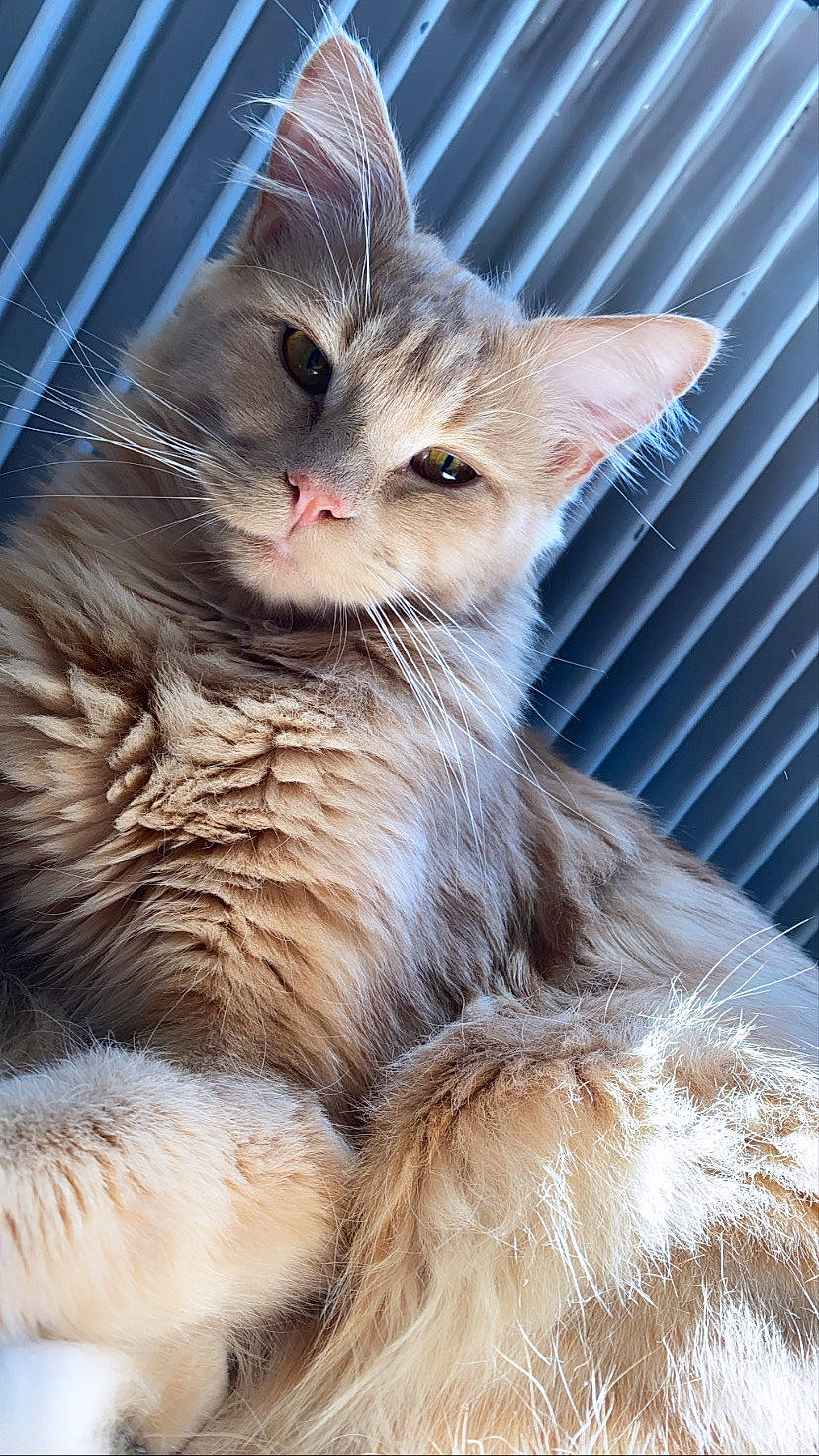 Jack a rejoint le concours — aidez-le/la à gagner de superbes lots ! asian, asian_semi_longhair, british_semi_longhair, carnivore, cat, domestic_long_haired_cat, ear, fawn, felidae, fur, kitten, maine_coon, mammal, norwegian_forest_cat, small_to_medium_sized_cats, snout, somali, tabby_cat, vertebrate, whiskers