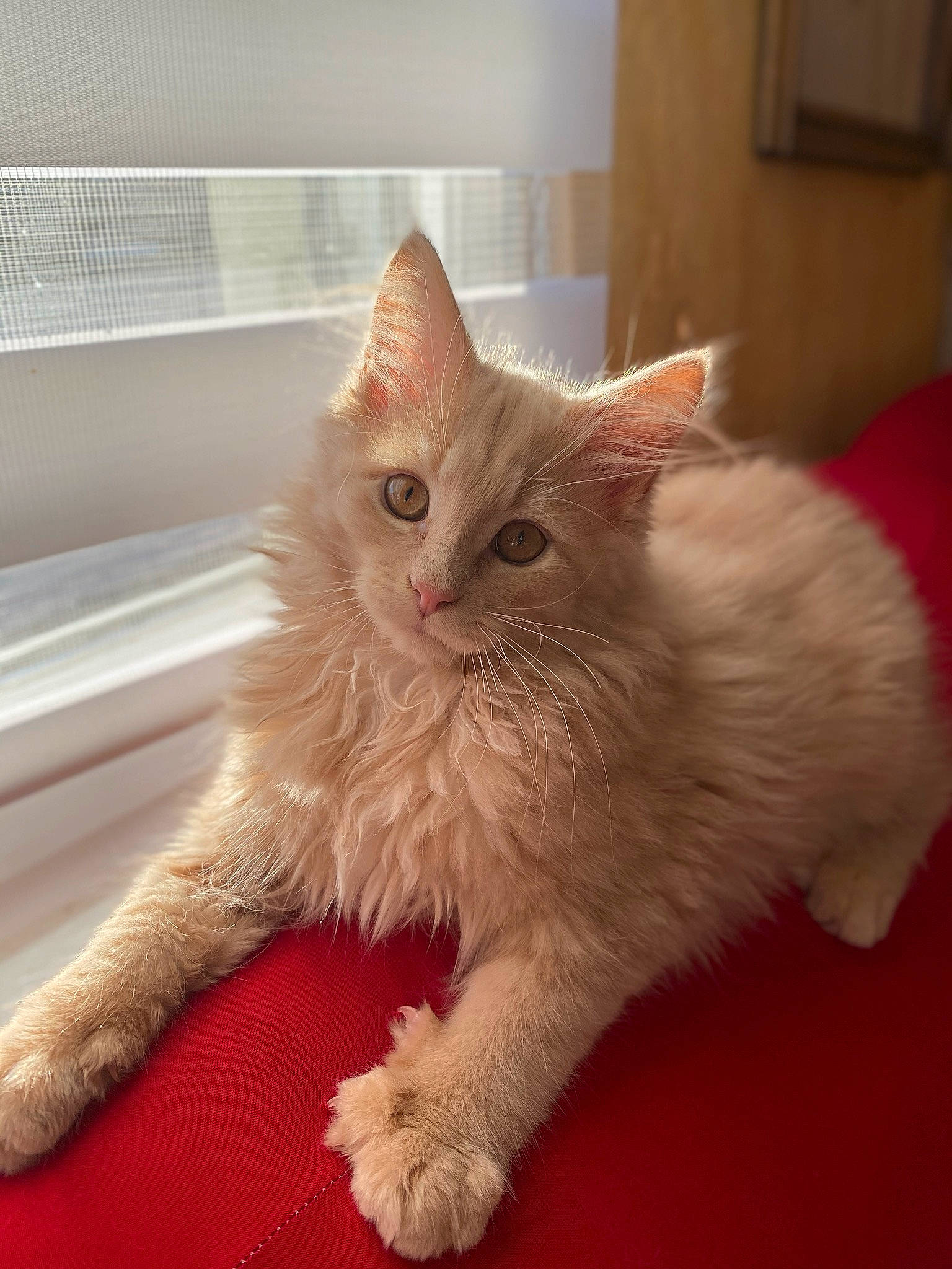 Jack a rejoint le concours — aidez-le/la à gagner de superbes lots ! asian, asian_semi_longhair, british_semi_longhair, carnivore, cat, domestic_long_haired_cat, eye, fawn, felidae, fur, kitten, mammal, napoleon_cat, ragamuffin, ragdoll, small_to_medium_sized_cats, turkish_angora, turkish_van, vertebrate, whiskers