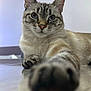Sushi participe au concours pour gagner de l'argent avec cette photo : cat, feline, paw, blue_eyes, tabby, fur, whiskers, indoor, relaxed, curious, close_up, portrait, animal, pet, laying_down, focus, soft_light, background_blur, table, reflection