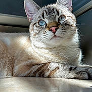 Sushi participe au concours pour gagner de l'argent avec cette photo : cat, blue_eyes, feline, sunlight, indoor, close_up, fur, pet, animal, relaxed, portrait, whiskers, ears, floor, reflection, tabby, striped, domestic_cat, cute, resting