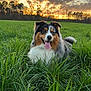 Taïko participe au concours pour gagner de l'argent avec cette photo : dog, grass, sunset, clouds, sky, field, nature, outdoor, happy, tongue_out, fluffy, animal, green, trees, landscape, pet, canine, sunlight, scenic, summer