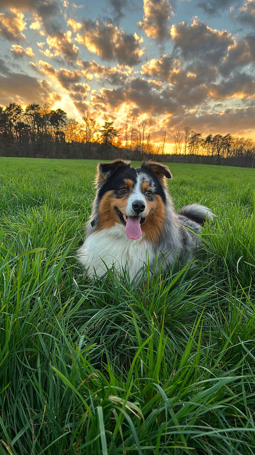 Taïko participe au concours pour gagner de l'argent avec cette photo : dog, grass, sunset, clouds, sky, field, nature, outdoor, happy, tongue_out, fluffy, animal, green, trees, landscape, pet, canine, sunlight, scenic, summer