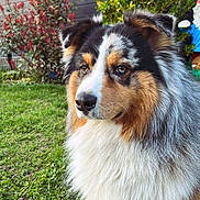 Taïko participe au concours pour gagner de l'argent avec cette photo : dog, australian_shepherd, pet, animal, outdoor, garden, grass, fur, fluffy, portrait, nature, plant, greenery, canine, mammal, backyard, calm, closeup, eyes, cute