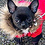 dog, puppy, black_dog, red_jacket, fur_collar, leash, outdoor, curious, small_dog, pet, close_up, winter_clothing, walking, ground, pavement, cute, animal, fur, chihuahua, portrait