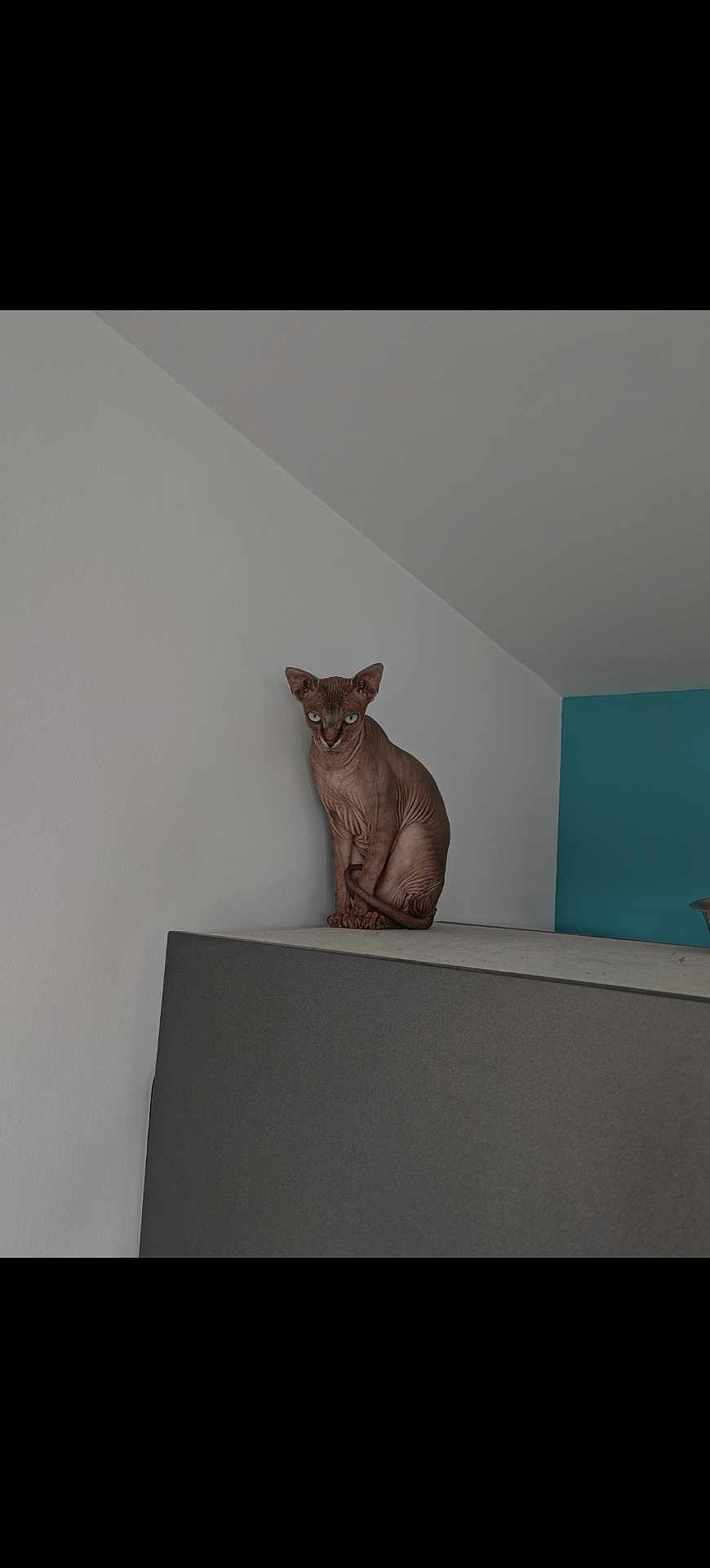 Olympe a rejoint le concours — aidez-le/la à gagner de superbes lots ! sphynx_cat, cat, hairless_cat, pet, animal, indoor, furniture, perched, minimalist, wall, white_wall, teal_wall, gaze, sitting, domestic_cat, curious, skin, ears, eyes, quiet