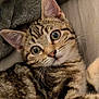 Olympe participe au concours pour gagner de l'argent avec cette photo : cat, kitten, tabby, fur, whiskers, ears, eyes, closeup, pet, animal, cute, cozy, blanket, resting, indoor, soft, feline, young, portrait, curious