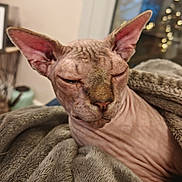 Olympe participe au concours pour gagner de l'argent avec cette photo : animal, blanket, cat, closeup, cozy, ears, face, feline, furless, hairless_cat, home, indoor, nose, pet, relaxed, resting, sleepy, soft_texture, sphynx_cat, wrinkles
