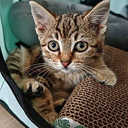 Aby participe au concours pour gagner de l'argent avec cette photo : kitten, tabby, cat, pet, animal, fur, whiskers, paw, scratch_pad, indoor, curious, close_up, young, cute, domestic, resting, eyes, face, texture, cozy