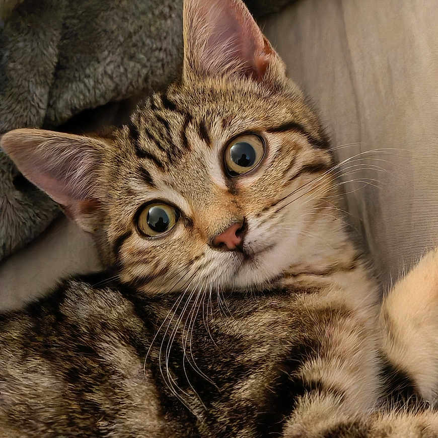 Aby a rejoint le concours — aidez-le/la à gagner de superbes lots ! animal, blanket, cat, closeup, cozy, curious, cute, ears, eyes, feline, fur, indoor, kitten, pet, portrait, resting, soft, tabby, whiskers, young