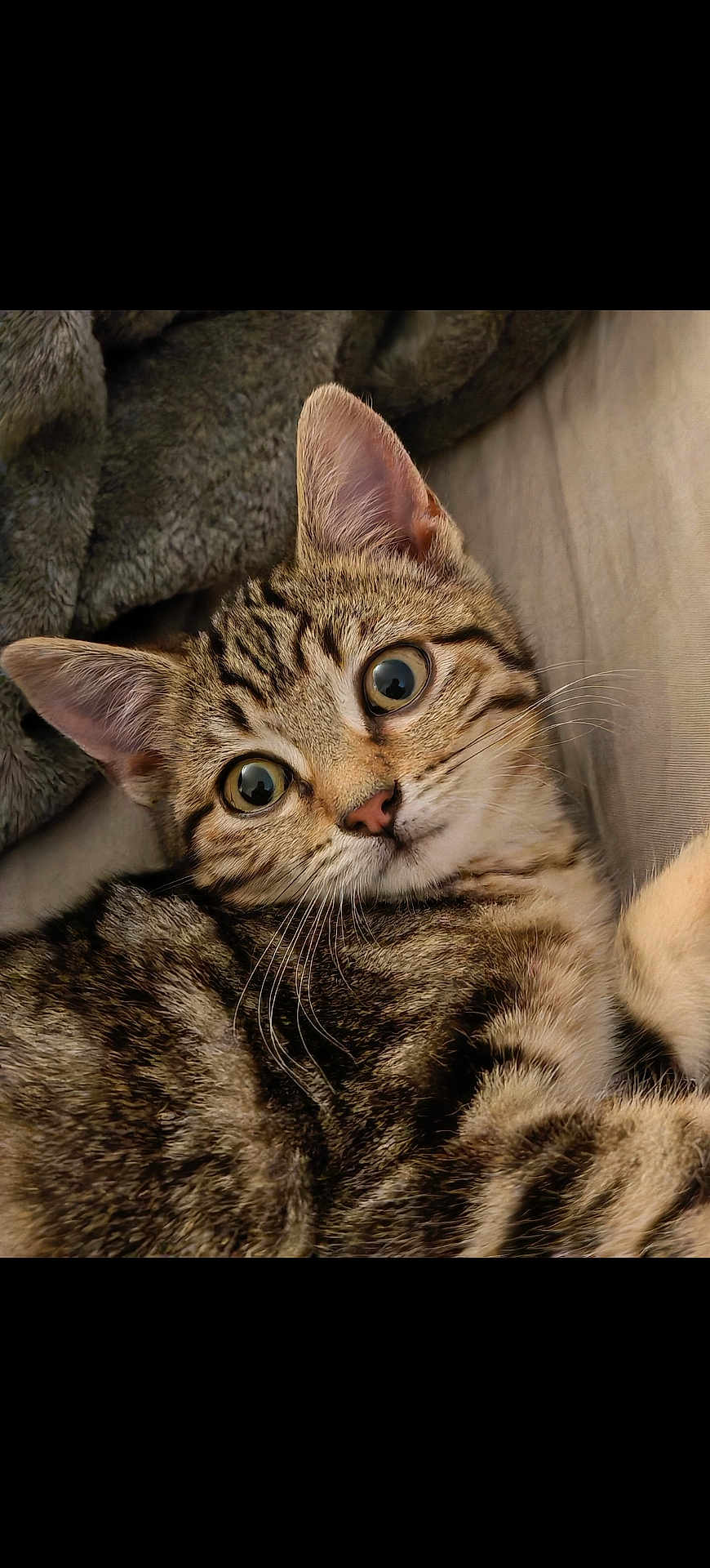 Aby a rejoint le concours — aidez-le/la à gagner de superbes lots ! cat, kitten, tabby, fur, whiskers, ears, eyes, closeup, pet, animal, cute, cozy, blanket, resting, indoor, soft, feline, young, portrait, curious