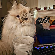 Pearl joined the competition — help win amazing prizes! cat, fluffy, drink, straw, cup, indoor, living_room, couch, pillow, decor, cozy, furniture, pet, curious, closeup, animal, whiskers, face, eyes, cute