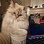 cat, fluffy, drink, straw, cup, indoor, living_room, couch, pillow, decor, cozy, furniture, pet, curious, closeup, animal, whiskers, face, eyes, cute