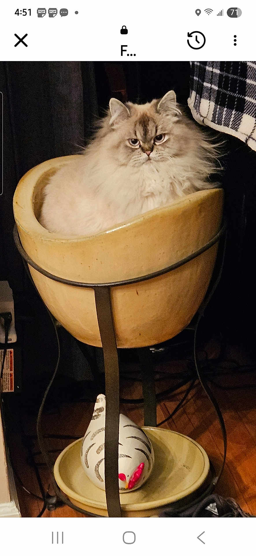 Lilly joined the competition — help win amazing prizes! animal, beige, brown, cat, ceramic_chicken, cozy, cute, decor, feline, floor, fluffy_cat, furniture, home, indoor, pet, planter, portrait, relaxed, sitting, wood_floor